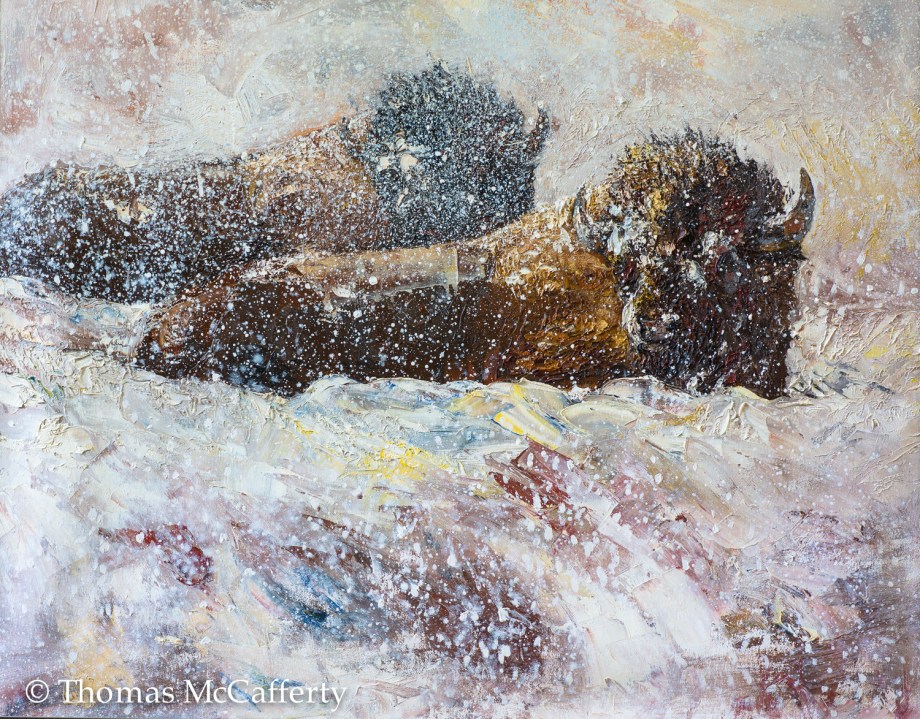 Bison in snow (1 of 1)
