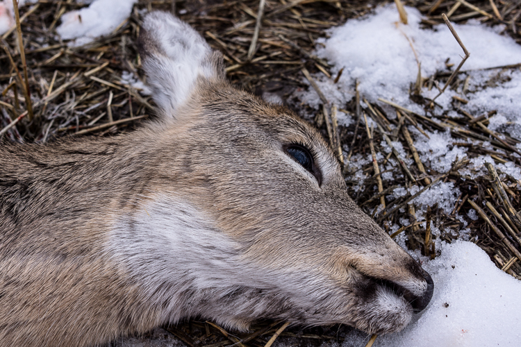 thanksgiving hunting-2-2